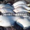 【座布団カレイを狙って投げ釣り】