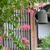 西光寺の百日紅