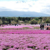 【富士芝桜まつり】 富士のふもとに広がる80万株の芝桜