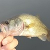 奥さん、初めてルアーでバスを釣る　後編