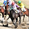 【JRA・競走馬名】面白い名前・変わった名前の競走馬65選！+α【2025年1月9日更新】