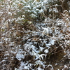 冬のキノコ探し・雪中ナメコ