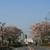 【石岡市】石岡の一里塚の桜・・