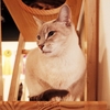 ●車椅子の父と街に出た、猫カフェを気に入った模様