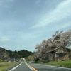桜花舞う丹波路と夜間パトロールの保護ネコ君。