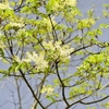 サブシンボルツリー＊アオダモ＊の花〜ふわふわと白い雲のよう〜