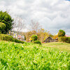 【写真】最近の写真撮影（2018/4/15)国営明石海峡公園その1