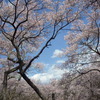 寒～い！高遠城址公園の桜