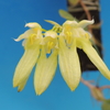 Bulbophyllum longiflorum  f.album  