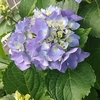 今日は概ね曇り？時々陽が射す程度！気温朝方１６℃、日中は２７℃の夏日！