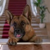 レックス～ウィーン警察シェパード犬刑事～Kommissar REX☆S3-11