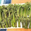 わらび採りの裏に潜む恐怖：北海道の野生との対峙
