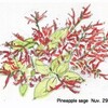 Pineapple sage