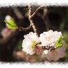 八重桜？