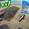 【嬉しい獲物🌟】🐟ルアーやりつつ魚を求めて～遠州灘 湖西サーフへ❗【釣行日2023/5/25(木)】