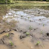 田植え。　田んぼが臭い。