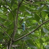 クビワキヌバネドリ Collared Trogon