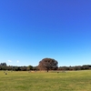 秋の昭和記念公園歩き