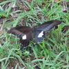 アゲハチョウ