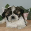 宮城県/石巻市/女川町/ペットショップ/子犬/シーズー販売中