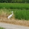 上沼田の路傍のチュウダイサギ