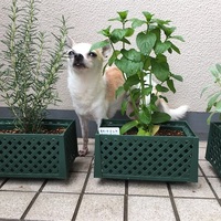 ずっと気になっていた天然の虫除け ミラクルニームを買いました 効果に期待したい サツログ ずっと気になっていた天然の虫除け ミラクルニームを買いました 効果に期待したい サツログ