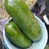 我が家の家庭菜園で小玉冬瓜収穫開始