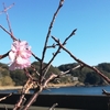 サイクリング中、桜の狂い咲きを発見しました！