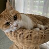 蚊に好かれるタイプ