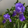 Les iris