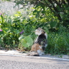 ワン！の次はにゃん！