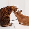 猫とウサギのトイレ問題: 分けるべきか共有するべきか？