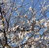 三神峯公園 桜まつり ２０２３年 期間は？