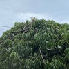 ●木登り子猫ちゃん🌳