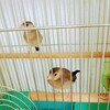 かごの鳥をどうする？