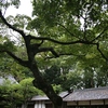 神社の森