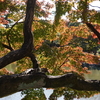 鶴舞公園　2020.11.11