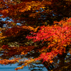 富士山麓で紅葉撮影！！これで今年の紅葉も見納めです (^^;)　山中湖編