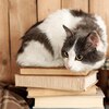 読む楽しみ感想を書く楽しみ