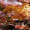 【永観堂】紅葉の星空に可愛いお地蔵様！モミジに染まる極楽橋