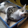 箱好きだなぁ～ぴったり寝る：保護猫日記。2歳3ヵ月（113週）