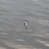 手賀沼のカンムリカイツブリ