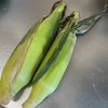 とうもろこし🌽