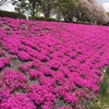 芝桜🌸鑑賞😙