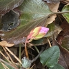 イワウチワを確認に
