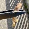 爆ぜろ！なハゼ釣り。釣れる釣りは楽しい。しかし…　＃新潟市のハゼ釣り　＃新川　
