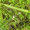 昭和記念公園の花畑…だけど大ケヤキもトチノキもピンチ！？