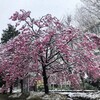 雪桜