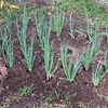 干しネギ栽培・・・苗植え付け、植え付けの注意点、追肥、収穫　