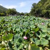 夏の盛りに花はす公園へ